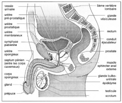Anatomie-prostate.jpg