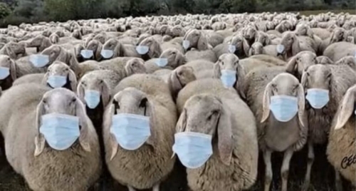moutons-masques-768x413.jpg
