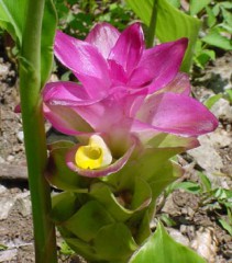 curcuma-fleur.jpg