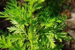 Artemisiaannua.jpg