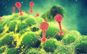 phages.jpg