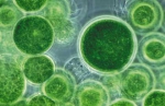 chlorella-algae.jpg
