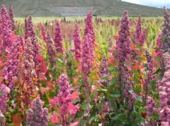 quinoa-en-fleur.jpg